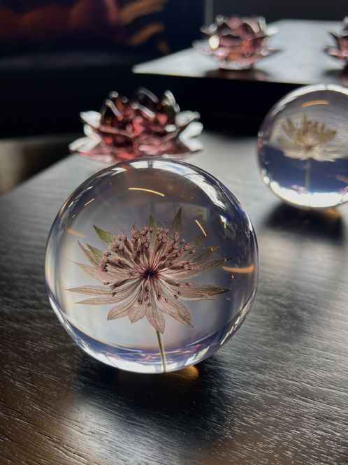 Hovedbilde Glasskule Astrantia