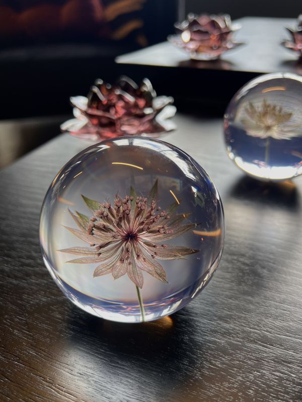 Glasskule Astrantia